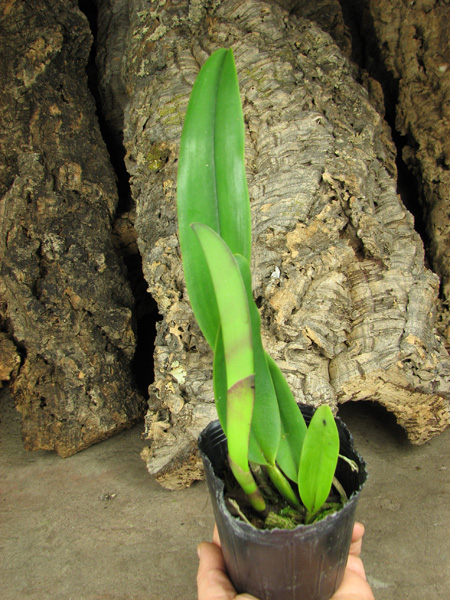 Potinara Chief Emperor 'Sunset'.jpg