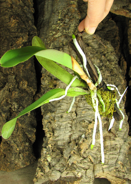 Brassolaeliocattleya Taiwan Ruby 'Magic'.jpg