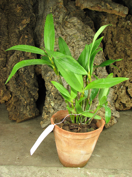 Dendrobium thyrsiflorum.jpg