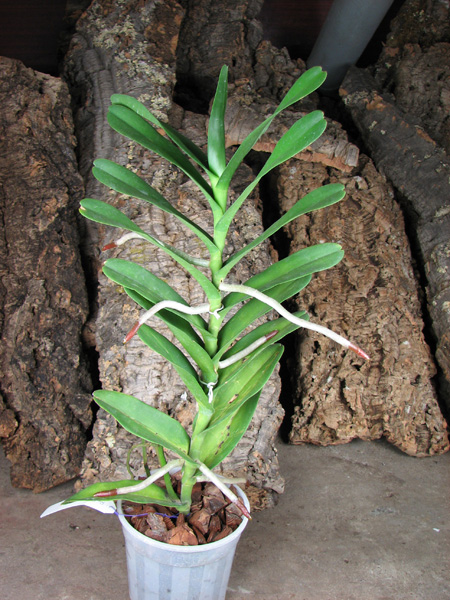 Ren philippinensis.jpg