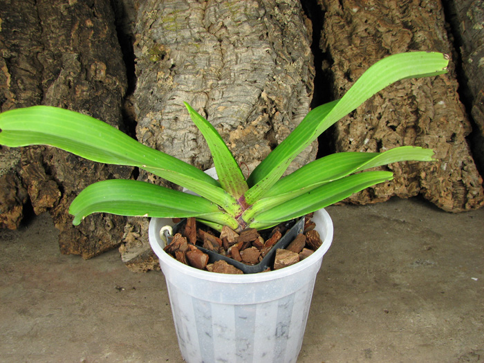 Rhynchostylis gigantea spot.jpg