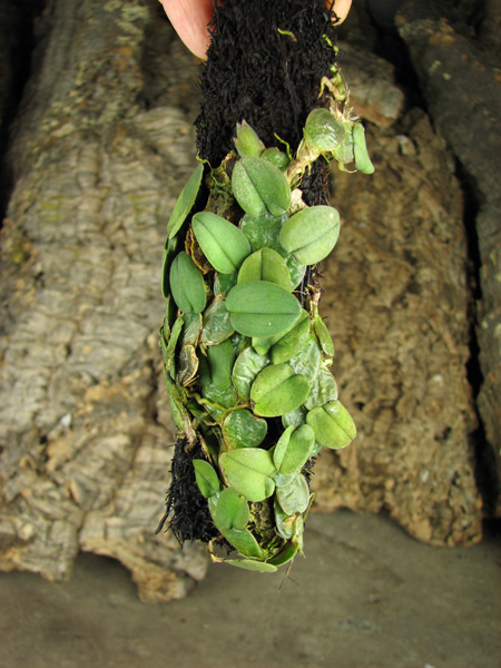 Oncidium limminghei.jpg