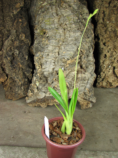 Cyrtochilum ramosissimum.jpg