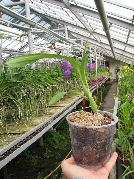 Cyrtochilum volubile.jpg