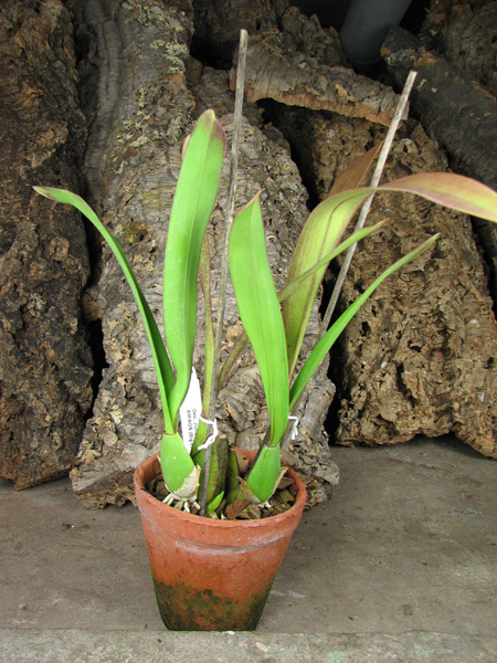 Oncidium Jiuhbao Gold 'Tainan'.jpg