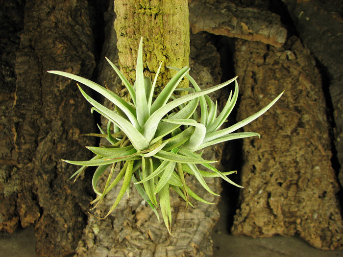 Tillandsia hondurensis.jpg
