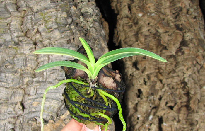 Neofinetia falcata Kisyu Sekko.jpg