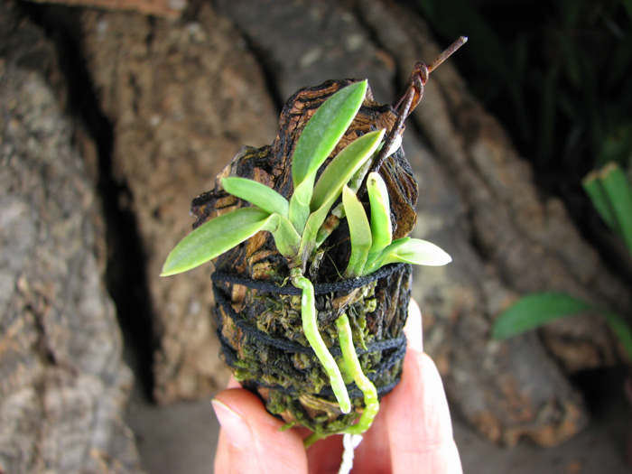 Neofinetia falcata Kinku Jaku.jpg