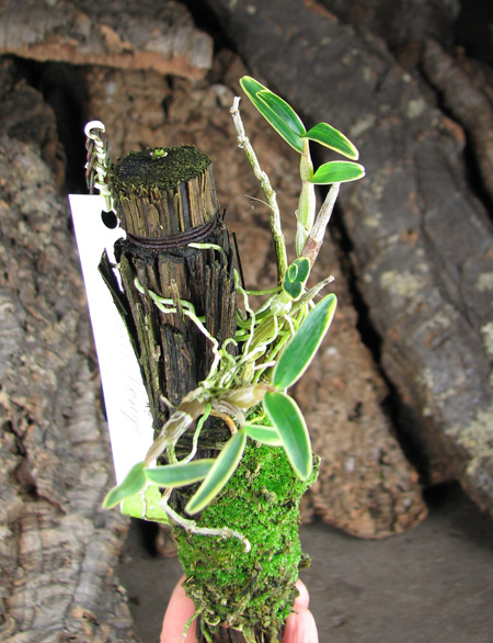 Dendrobium moniliforme Kinzankongo.jpg