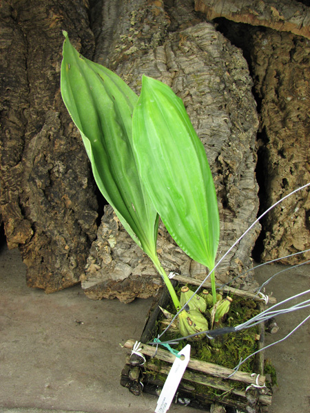 Stanhopea connata.jpg