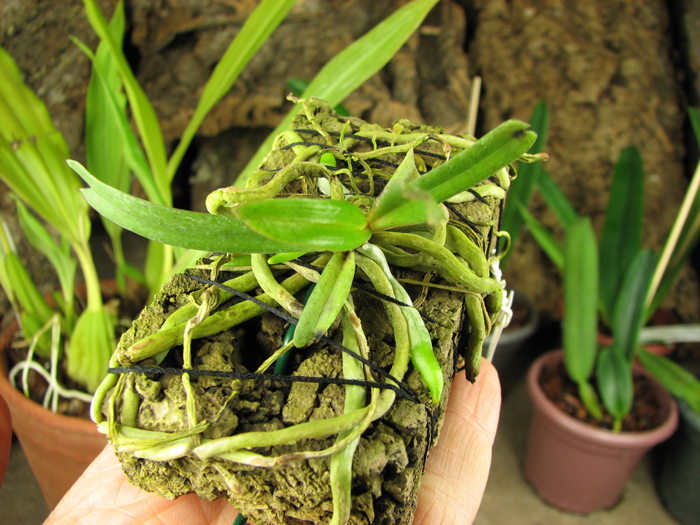 Aerangis rhodosticta.jpg