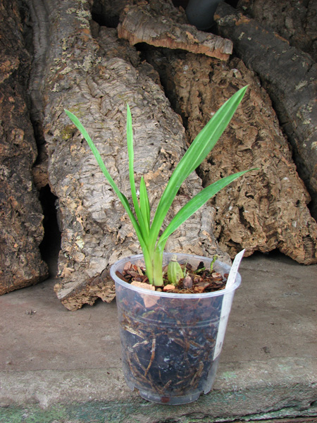 Zygopetalum mackayi var roseum.jpg