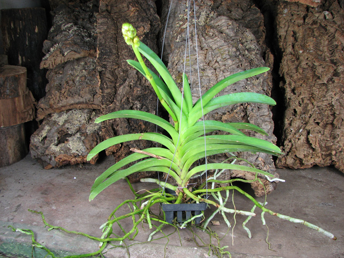 Vanda Vivan x Ascda Kultana Flame.jpg