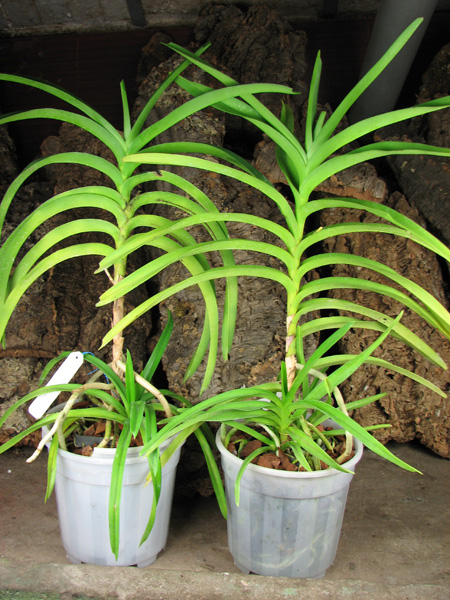 Vanda lamellata x Vanda Kultana Fragrance.jpg