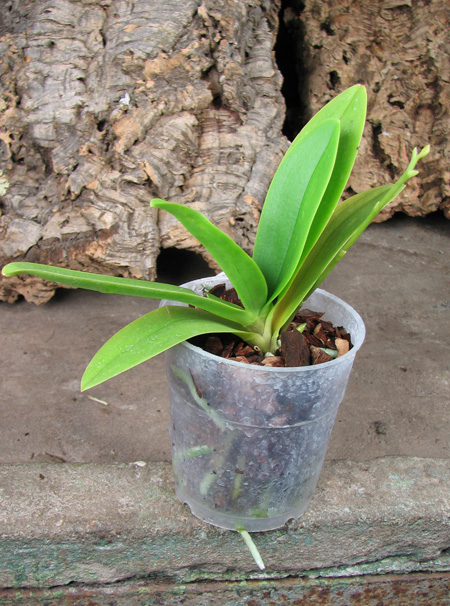 Doritaenopsis Kenneth Schubert x Doritaenopsis Purple Martin x Doritis pulcherrima 'Blue'.jpg