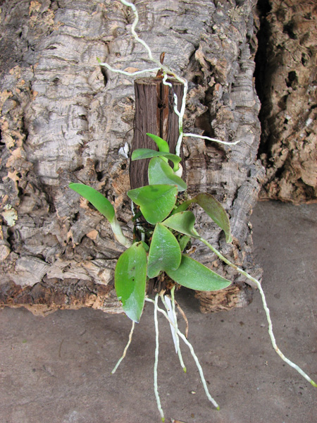Laelia alaori escura II x Laelia alaori escura I.jpg