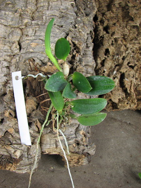 Laelia alaori escura II x Laelia alaori escura I.jpg