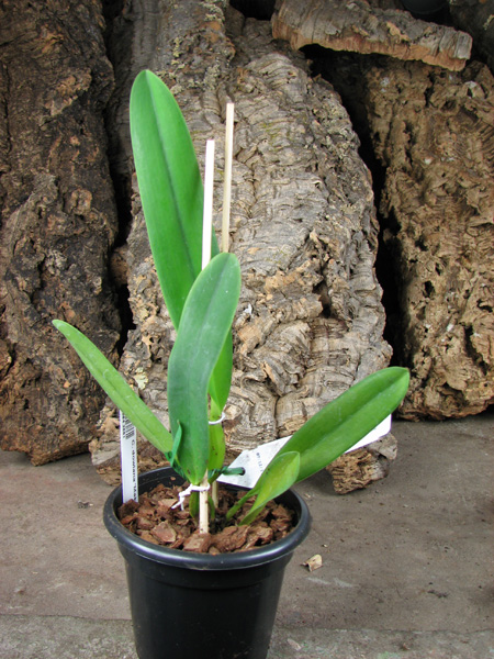 Cattleya dowiana 'Makuu' x self.jpg