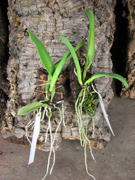 Cattleya dowiana rosea x self.jpg