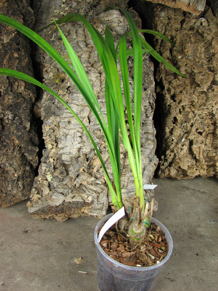 Cymbidium Joy Polis 'Smile Shower'.jpg