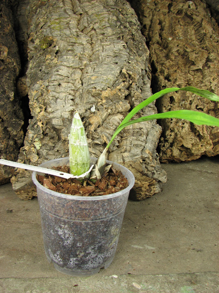 Catasetum (Alex Pardo x Orchidglade).jpg