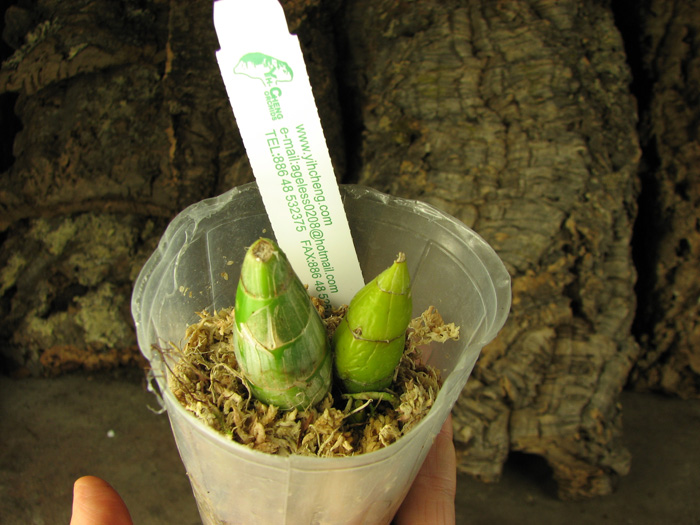 Clowesia Jumbo Grace 'Jumbo Orchids'.jpg