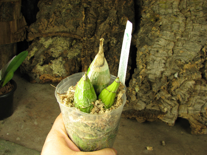 Clowesia Grace Dunn 'Chadds Ford.jpg