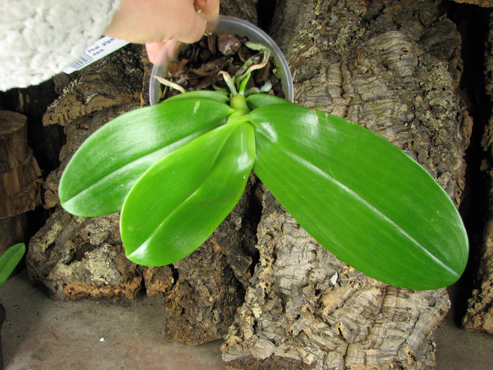 Phalaenopsis gigantea x hieroglyphica dark.jpg