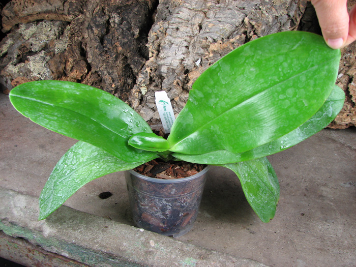 Phalaenopsis Tzu Chiang Chrisna.jpg