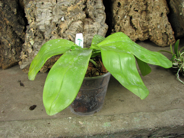 Phalaenopsis violacea alba.jpg