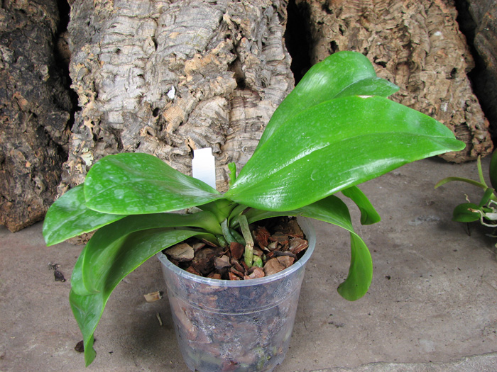 Phalaenopsis Tsay's Evergreen.JPG