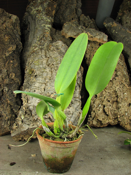 Cattleya labiata semi alba 'Marina' x Cattleya labiata alba 'Nuvem Branca'.jpg