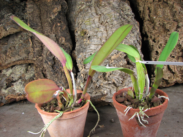 Cattleya labiata rubra 'Schuller' x Cattleya labiata rubra 'Deize'.jpg