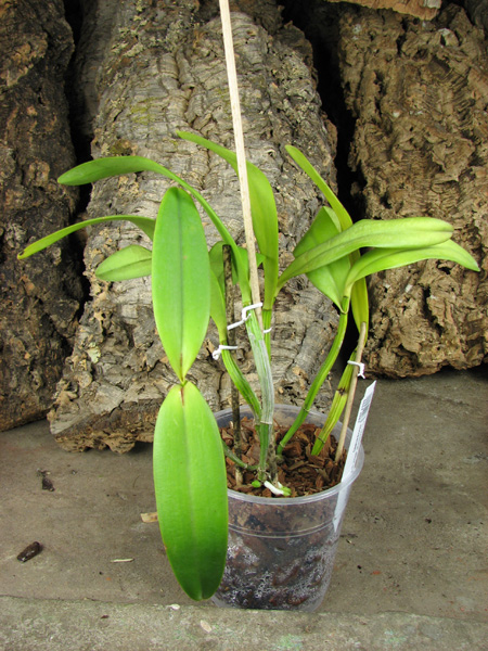 Cattleya Undine alba (intermedia x mossiae).jpg