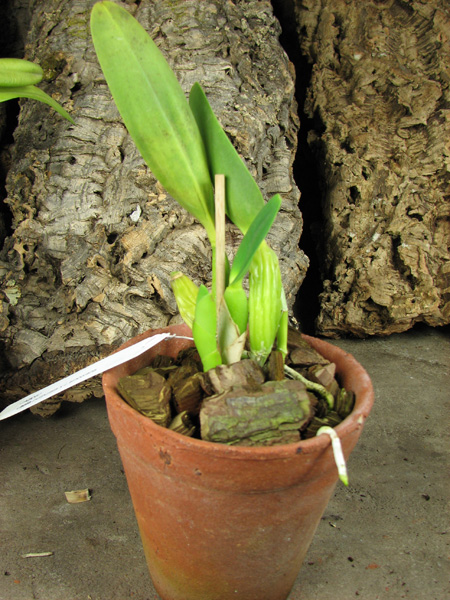 Laelia purpurata x Laelia sincorana.jpg