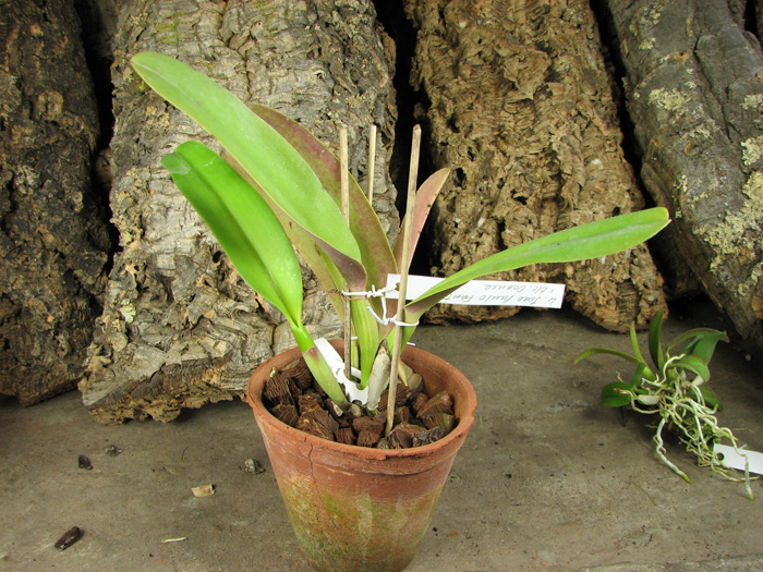 Laeliocattleya Joao Paulo Fontes x Brassolaeliocattleya Oconee Mendenhall.jpg