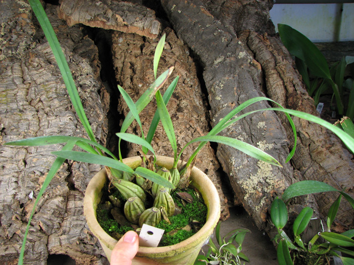 Maxillaria porphyrostele.jpg