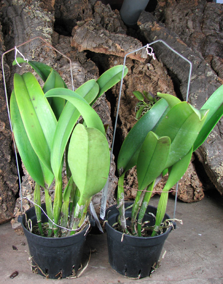 Brassolaeliocattleya Chia Lin 'New City'.jpg