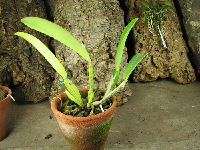 Cattleya labiata alba x Cattleya labiata roxo bispo 'Urbano'.jpg
