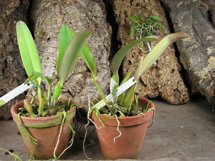 Cattleya labiata amesiana 'Super Star' (Z-43) x Cattleya labiata roxo bispo 'Urbano'.jpg