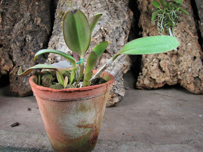 Cattleya labiata rubra orlata 'Maravilha' (Z-86) x Cattleya labiata rubra orlata 'Veludo Escuro' (Z86).jpg