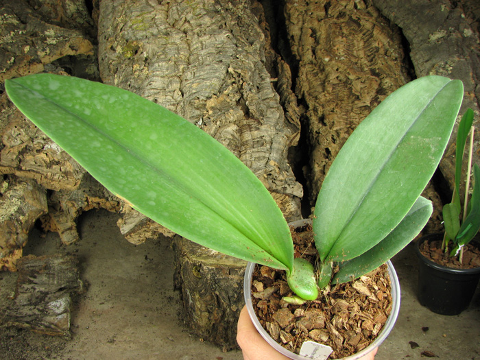 Psychopsis Mariposa 'Green Valley'.jpg