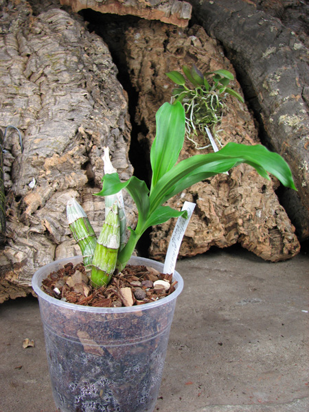 Catasetum pileatum 'Oro Verde'.jpg