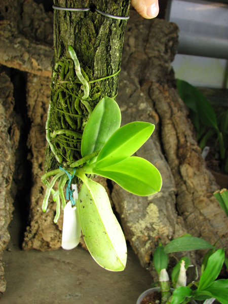Phalaenopsis pulchra.jpg