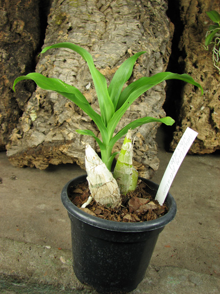 Catasetum pileatum (albo x albo).jpg