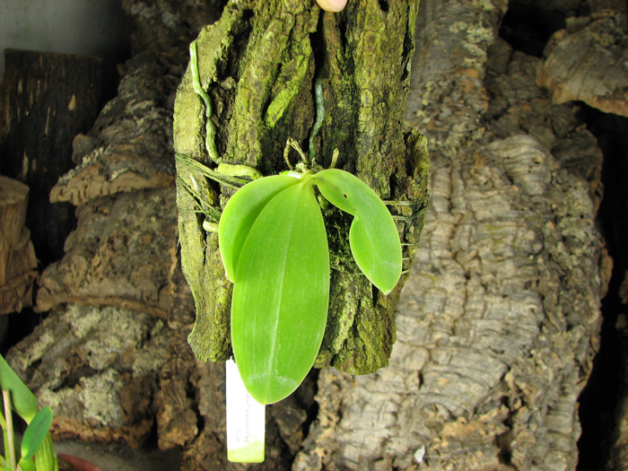 Phalaenopsis violacea 'Blue'.jpg