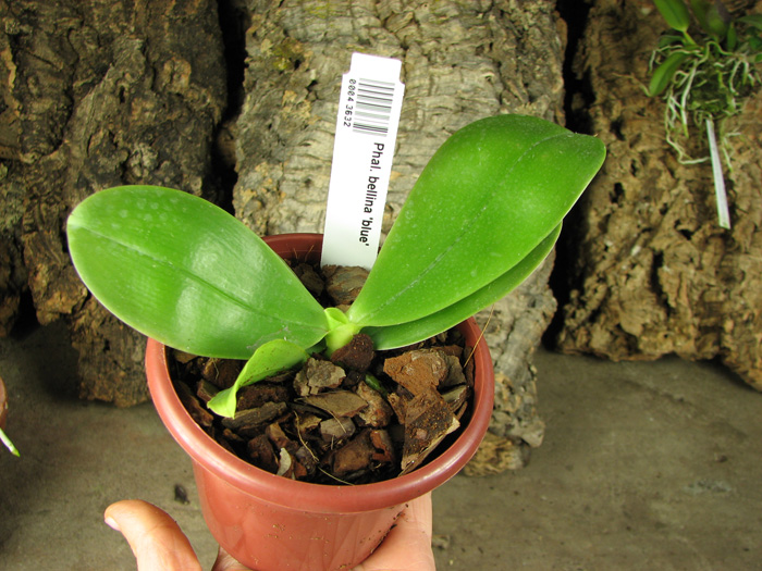 Phalaenopsis bellina 'blue'.jpg