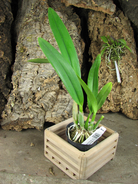 Laeliocattleya Ballet Folklorico 'Eloquence'.jpg