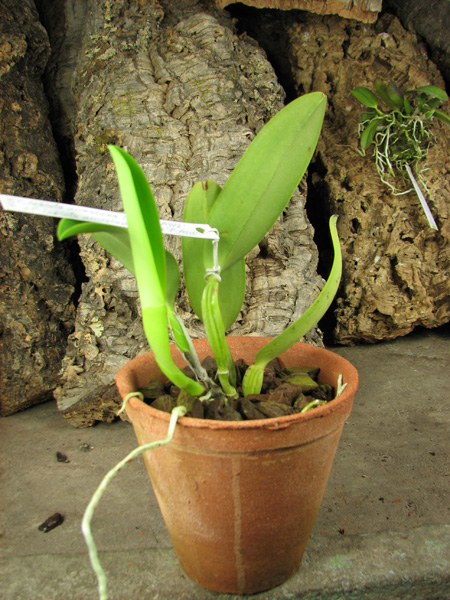 C labiata amesiana lineata 'AWZ' (Z-8) x C labiata amesiana lineata 'Pedra Azul'.jpg