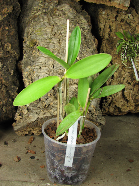 Cattleya Taiwan Green Emerald.jpg